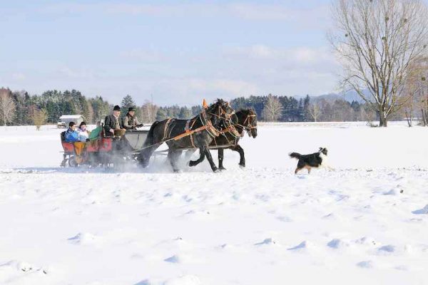 Romantischer Ausflug: mit dem Pferdeschlitten durch die verschneite Landschaft.